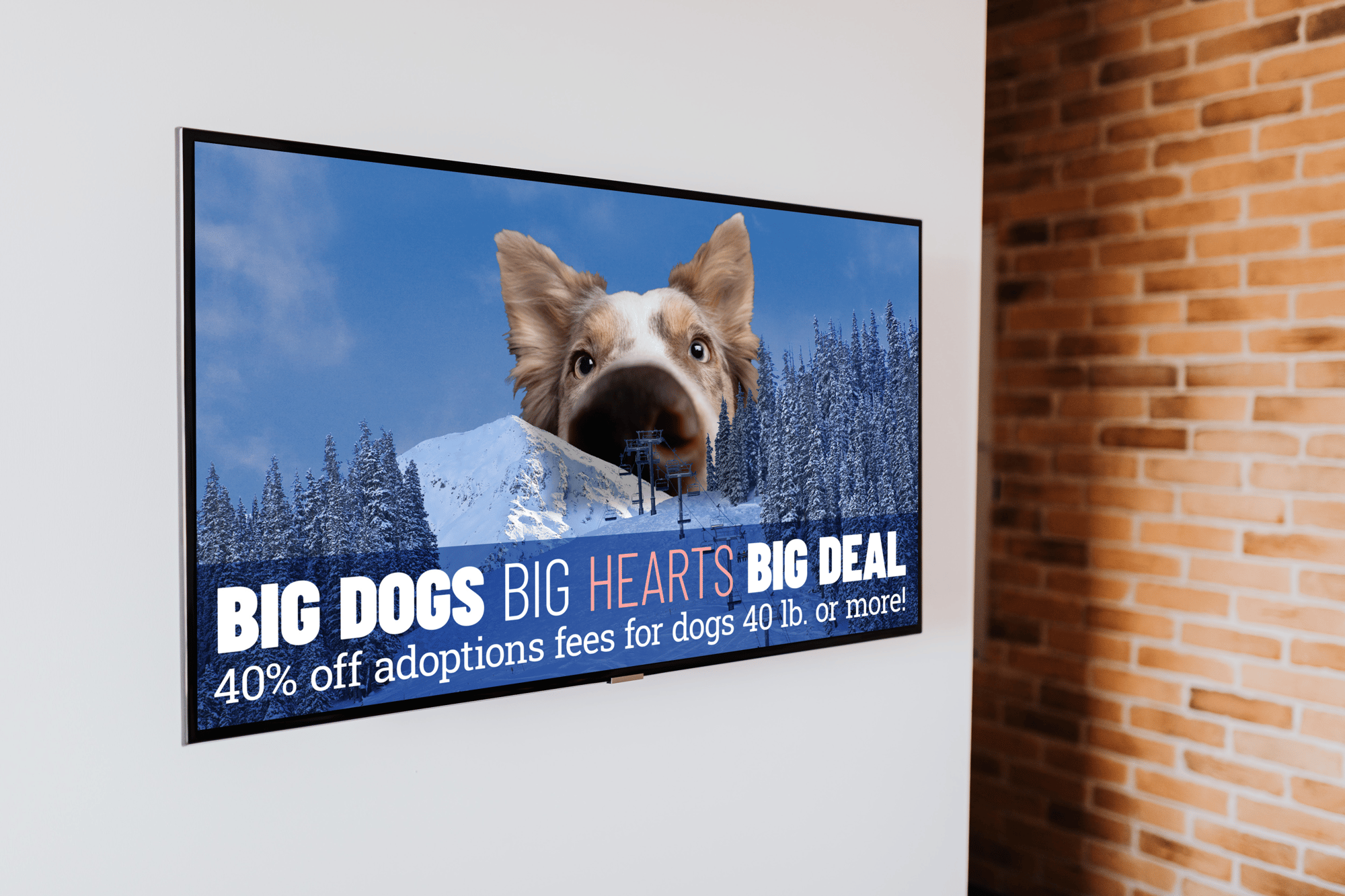 Smart TV mounted on the white wall_TV-LAM lobby & SLV-big dog